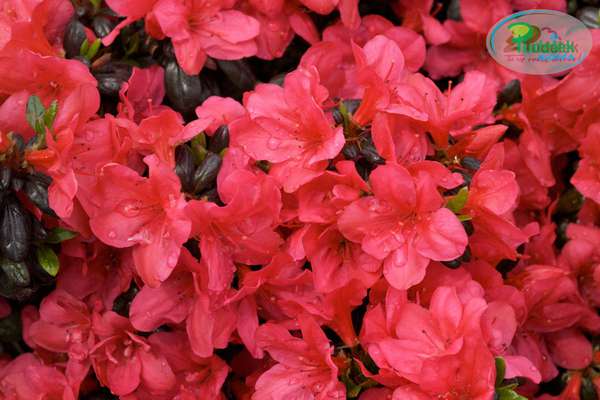 Azalia japońska Maruschka